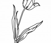 Coloriage Tulipe facile &agrave; colorier