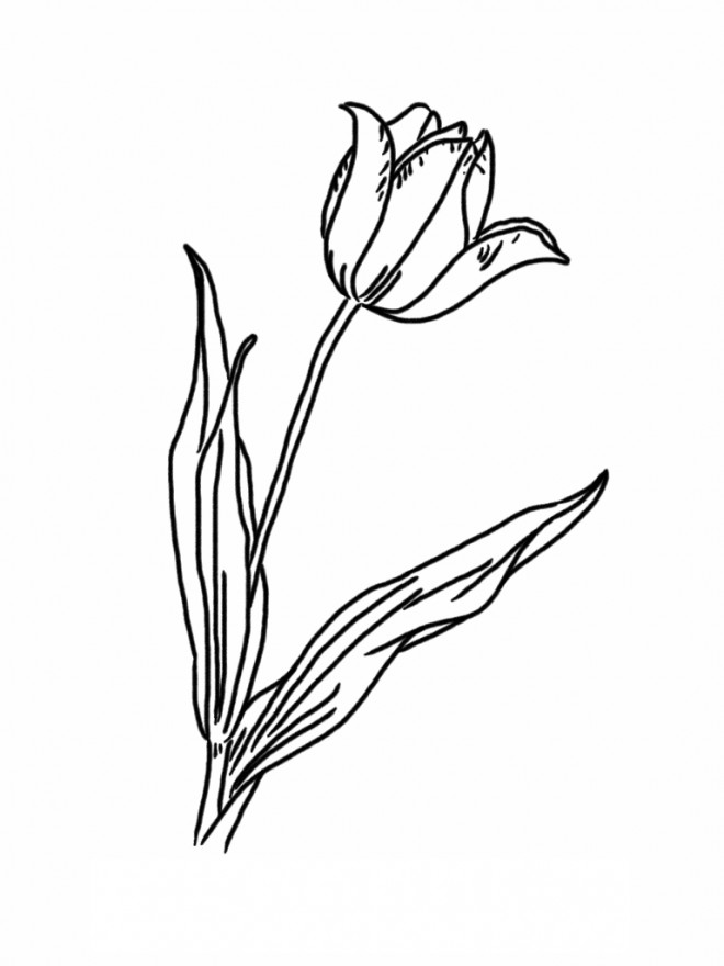 Coloriage et dessins gratuits Tulipe facile à colorier à imprimer