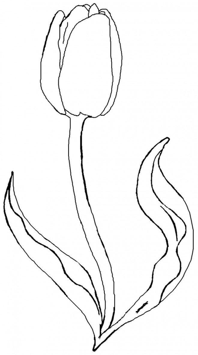 Coloriage et dessins gratuits Tulipe Fermée à découper à imprimer