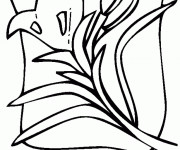 Coloriage Tulipe Graphique