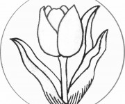 Coloriage Tulipe Mandala
