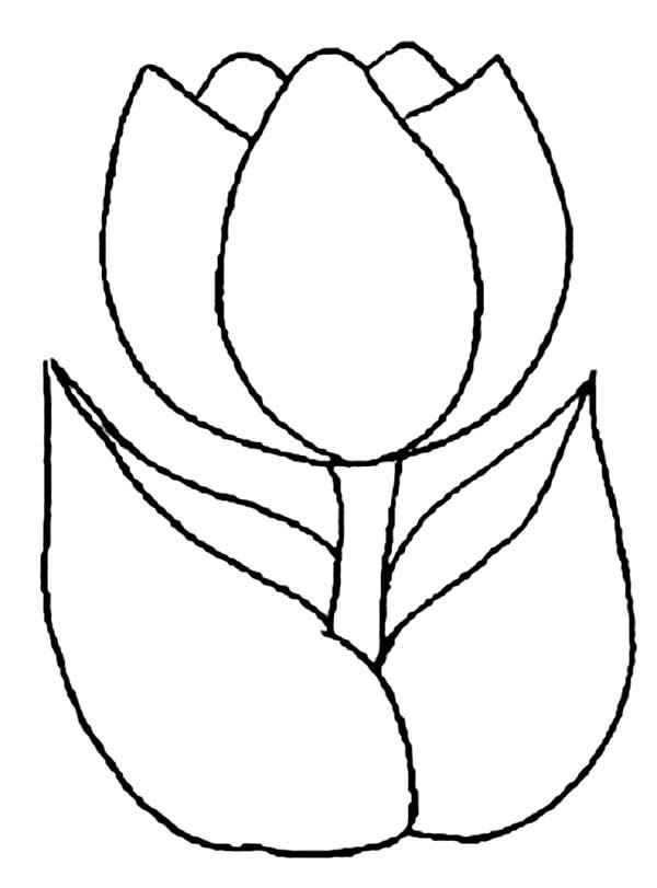 Coloriage et dessins gratuits Tulipe merveilleuse à imprimer