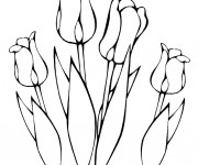 Coloriage Tulipes Plantes