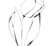 Coloriage Une Fleur Tulipe stylisée