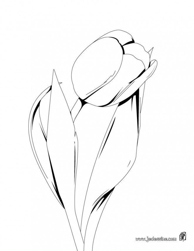 Coloriage et dessins gratuits Une Fleur Tulipe stylisée à imprimer