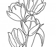 Coloriage Une Tulipe magnifique qui s'ouvre