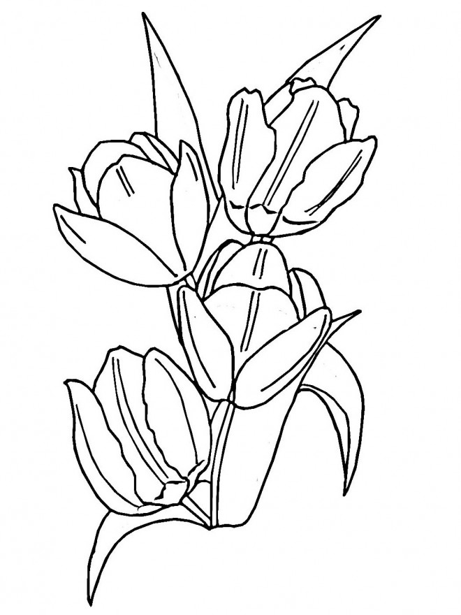 Coloriage et dessins gratuits Une Tulipe magnifique qui s'ouvre à imprimer