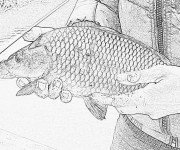 Coloriage Image de poisson en couleur