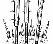 Coloriage Trois de Battes dfe Cricket