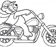 Coloriage Ours conduit une Moto Harley